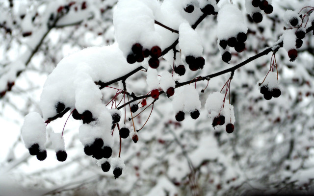 Branch berries snow tree bokeh free wallpaper for desktop - medium preview image