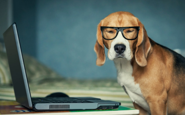 Dog glasses laptop bed blue free wallpaper for desktop - medium preview image