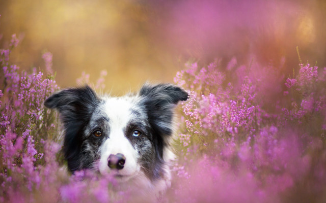 Dog purple flower field animal free wallpaper for desktop - medium preview image