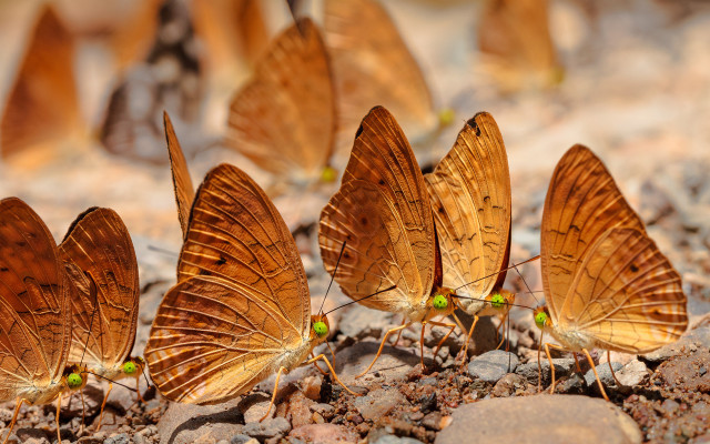 Butterflies rockyground greeneyes macrophotography naturallism free wallpaper for desktop - medium preview image