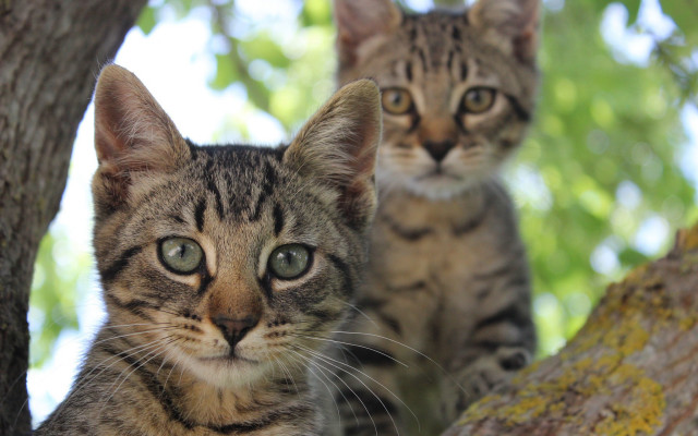 Cats tree animals blurry depth free wallpaper for desktop - medium preview image