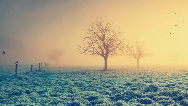 Foggy field tree birds yellow free wallpaper for desktop - medium preview image