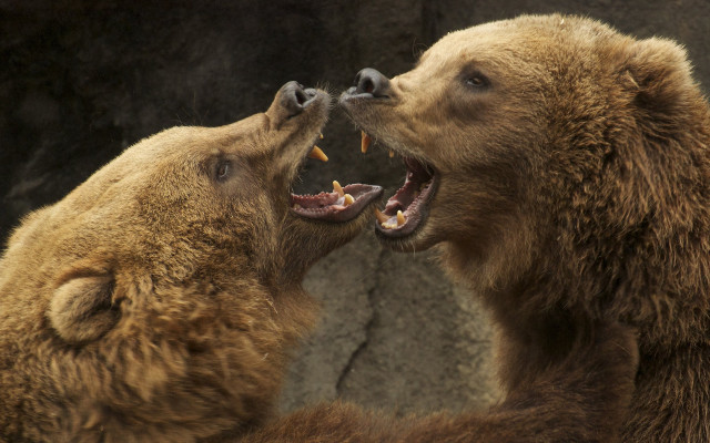 Brown bears fighting oversized realistic free wallpaper for desktop - medium preview image