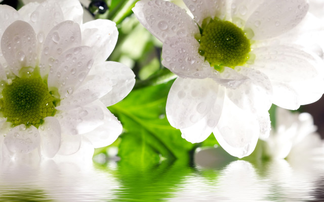 White flower water droplets outdoor free wallpaper for desktop - medium preview image