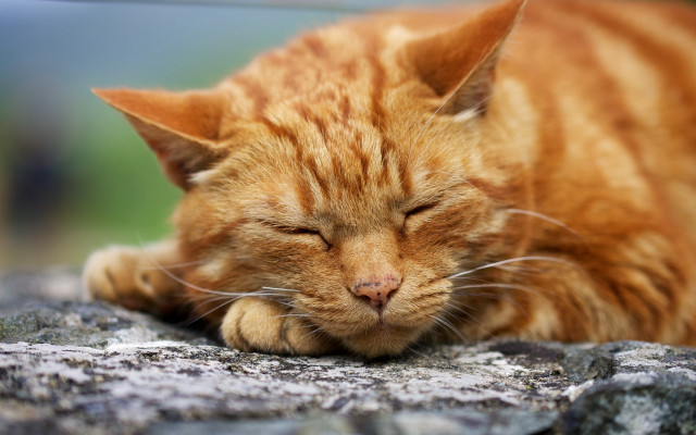 Cat sleeping rock blurry depthfield free wallpaper for desktop - medium preview image