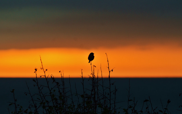 Bird sunset tree mountain silhouette free wallpaper for desktop - medium preview image
