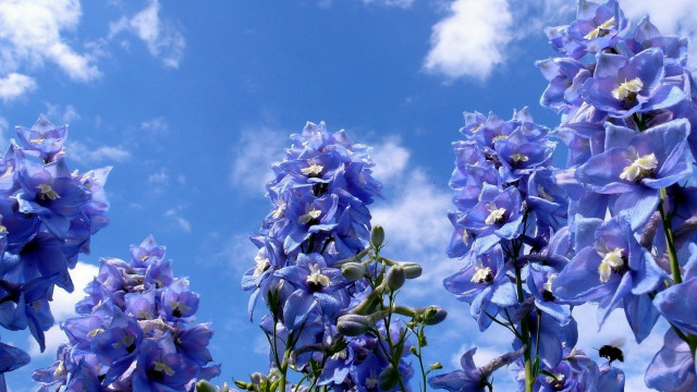 Blue flowers clouds puzzle magic free wallpaper for desktop - medium preview image
