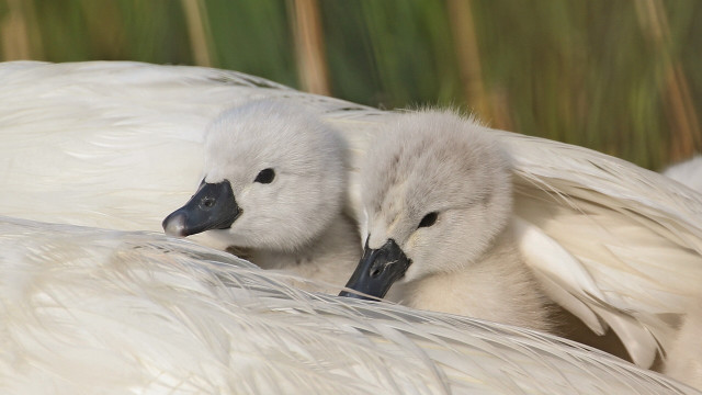 White birds on grass blurry free wallpaper for desktop - medium preview image