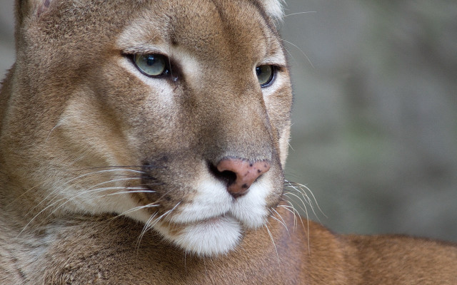 Mountain lion closeup blurry background #4 free wallpaper for desktop - medium preview image
