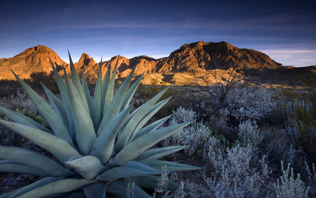Desert mountain plant sunset landart free wallpaper for desktop - medium preview image