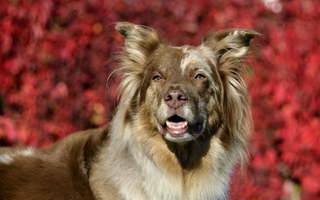 Dog shiba inu red leaves free wallpaper for desktop - medium preview image