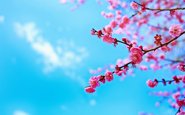 Pink branch cherry blossoms sky free wallpaper for desktop - medium preview image
