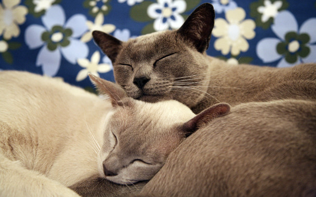 Cats sleeping blue flowerwall flowerfield free wallpaper for desktop - medium preview image