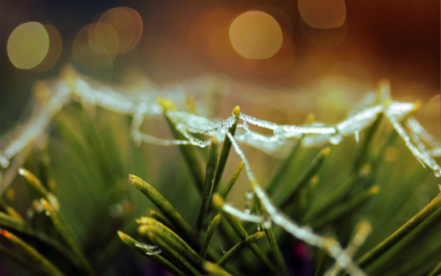 Water droplets plant bokeh macro free wallpaper for desktop - medium preview image
