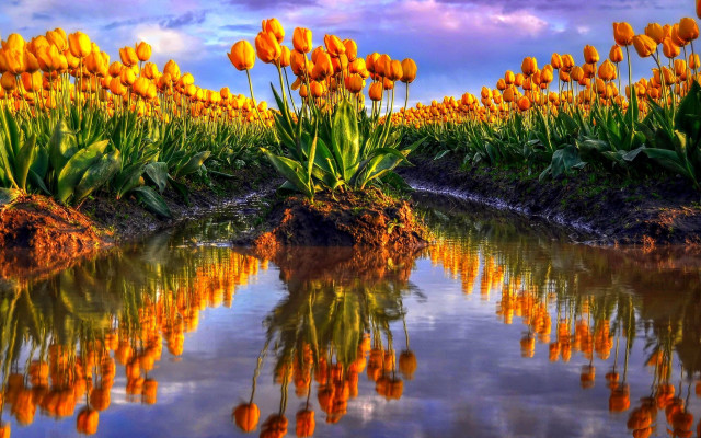 Yellow flowers water sunset mountain free wallpaper for desktop - medium preview image