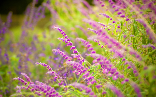 Purple flower bokeh garden field free wallpaper for desktop - medium preview image