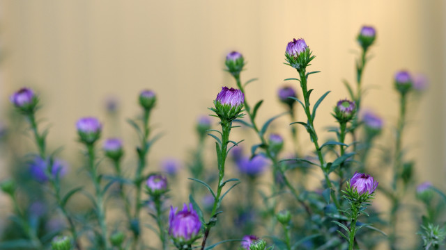 Purple flowers green stems yellow free wallpaper for desktop - medium preview image