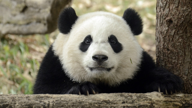 Panda sad portrait rounded eyes free wallpaper for desktop - medium preview image