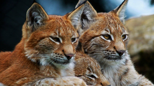 Lynx rock wall serious animal free wallpaper for desktop - medium preview image