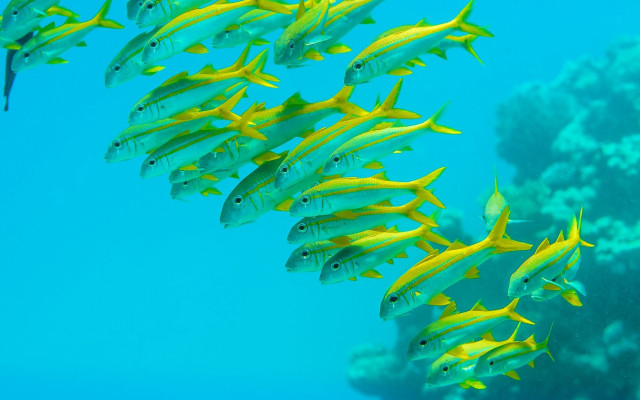 Yellow fish coral reef aquarium free wallpaper for desktop - medium preview image