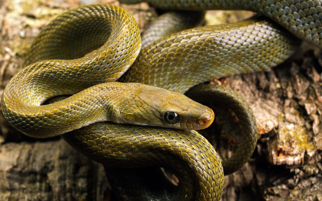 Green snake cobra berlin zoo free wallpaper for desktop - medium preview image