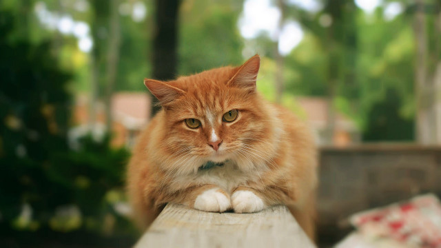 Cat bench portrait blurry background free wallpaper for desktop - medium preview image