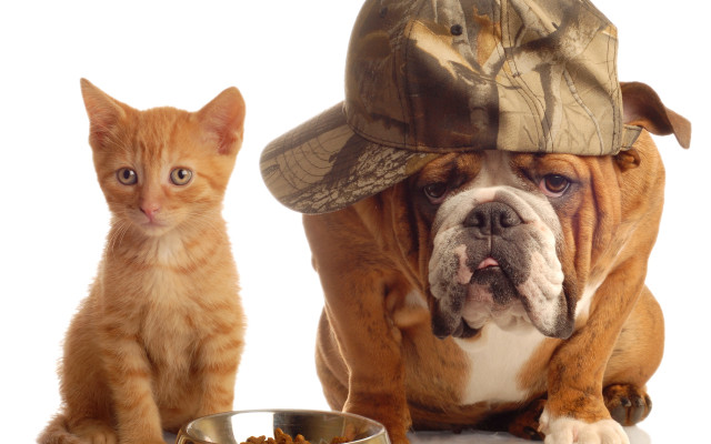 Dog cat hats eating food free wallpaper for desktop - medium preview image