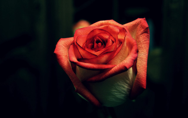 Red rose blooming dark room free wallpaper for desktop - medium preview image