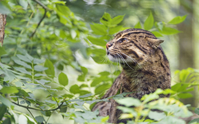 Cat branch jungle blurry nature free wallpaper for desktop - medium preview image