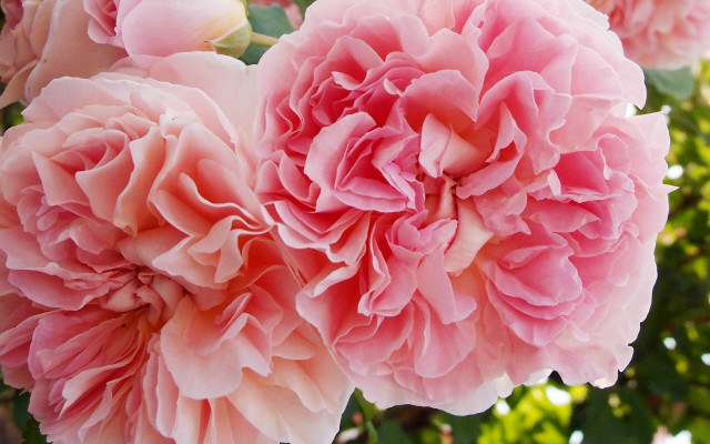 Pink roses vase table leaves free wallpaper for desktop - medium preview image