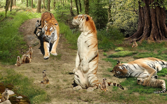 Tigers dirt road forest wildlife free wallpaper for desktop - medium preview image