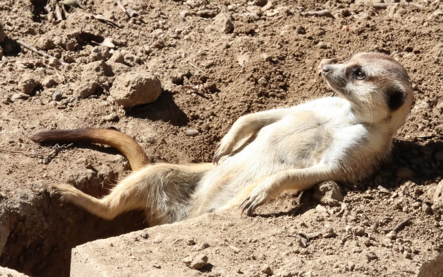 Small animal laying on dirt free wallpaper for desktop - medium preview image