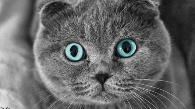 Cat blue eyes serious face free wallpaper for desktop - medium preview image