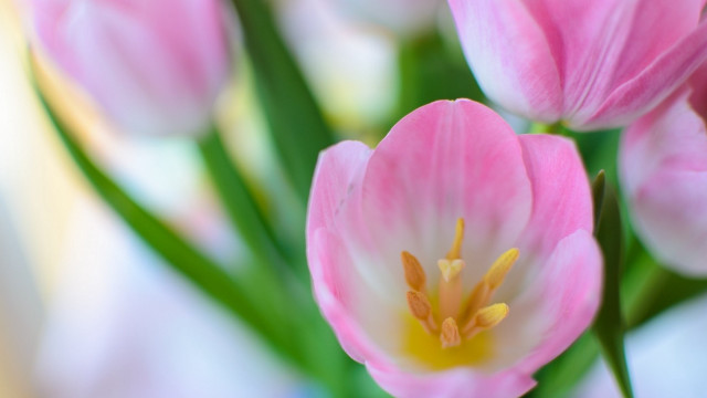 Pink flowers green stems macro free wallpaper for desktop - medium preview image