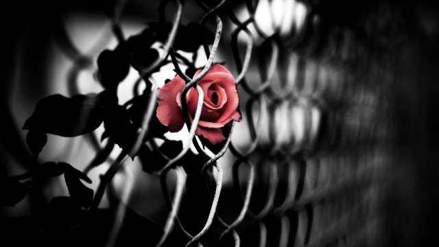 Rose fence leaves black border free wallpaper for desktop - medium preview image