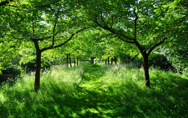 Lush forest path bench dappled #2 free wallpaper for desktop - medium preview image