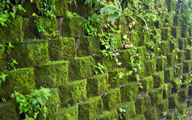 Mossy wall green plants outdoor free wallpaper for desktop - medium preview image