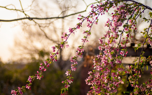Pink flowers bridge tree shallow free wallpaper for desktop - medium preview image