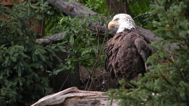 Bald eagle forest branch ecological free wallpaper for desktop - medium preview image