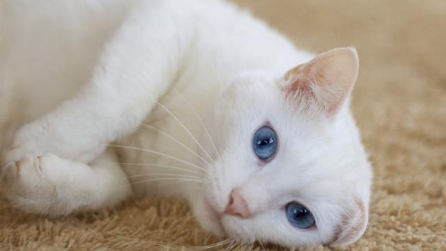 White cat blue eyes rococo #5 free wallpaper for desktop - medium preview image