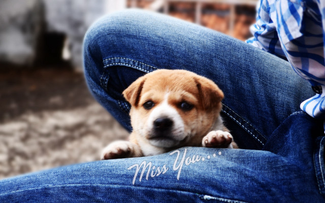 Puppy jeans emotional aurora shiba free wallpaper for desktop - medium preview image