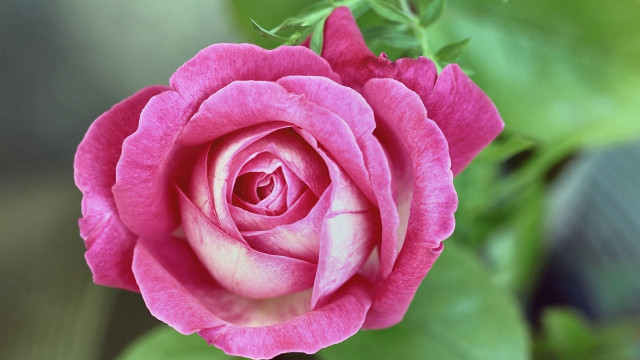 Pink rose green leaves blurry #15 free wallpaper for desktop - medium preview image