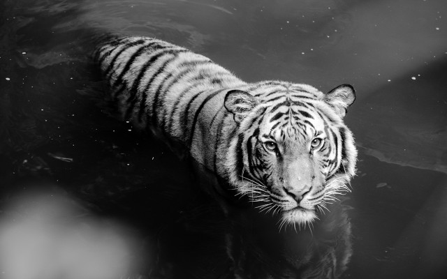 Tiger reflection water blackwhite astronaut free wallpaper for desktop - medium preview image