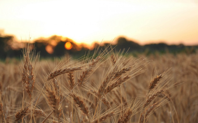 Wheat field sunset trees precisionism free wallpaper for desktop - medium preview image