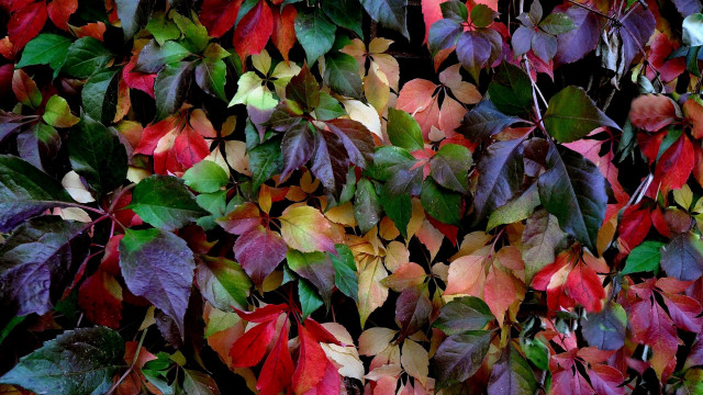 Leaf vibrancy hydrant butterfly painting free wallpaper for desktop - medium preview image