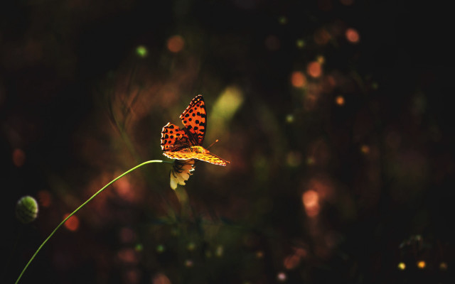 Butterfly flower dark bokeh macro free wallpaper for desktop - medium preview image