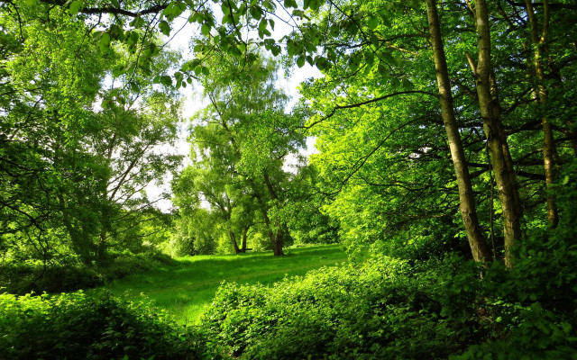 Lush green forest field bushes free wallpaper for desktop - medium preview image