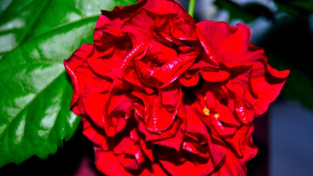 Red flower green leaves blue free wallpaper for desktop - medium preview image