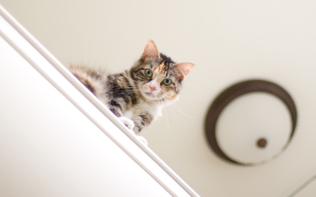 Black cat mirror bathroom arabesque free wallpaper for desktop - medium preview image