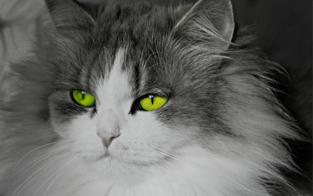 Serious white cat green eyes free wallpaper for desktop - medium preview image